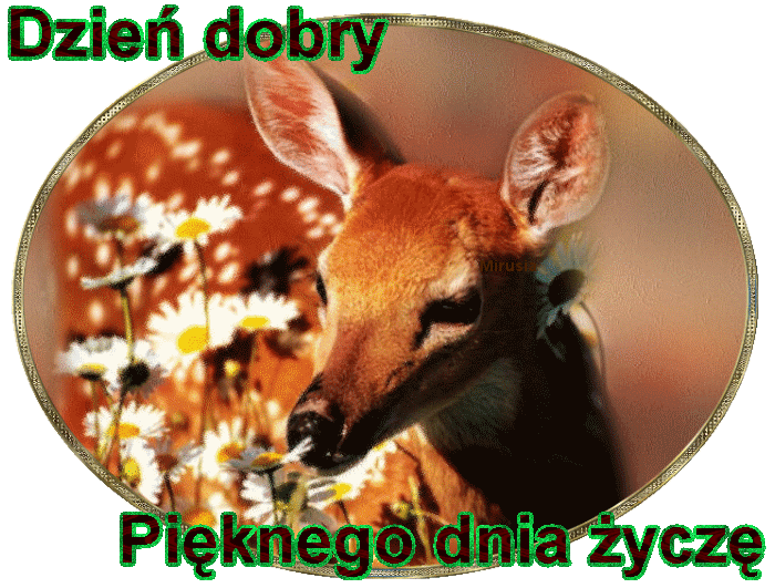 dzien-dobry-gify-116