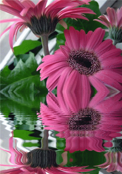 GIFy kwiatów - Piękne bukiety, kwitnące pąki - Ponad 80 sztuk!