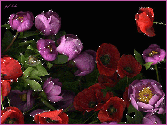 GIFy květin - Krásné kytice, kvetoucí pupeny. Více než 80 kusů!