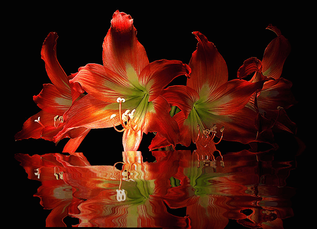 GIFs von Blumen - Schöne Blumensträuße, blühende Knospen