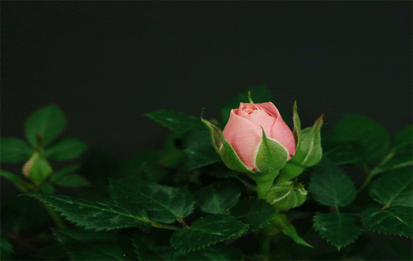 Flowers GIFs - Beautiful Bouquets, Blossoming Buds