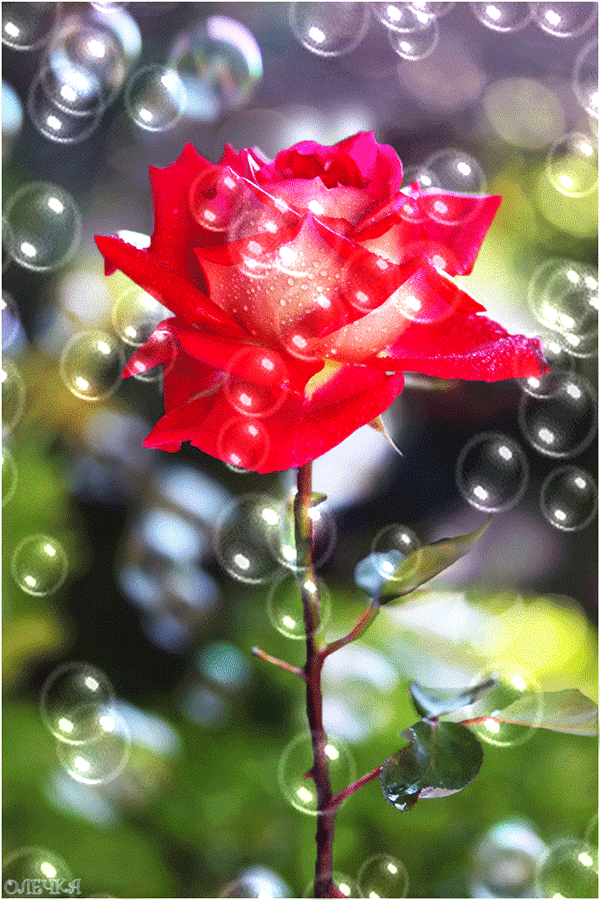 Rose on a twig and soap bubbles