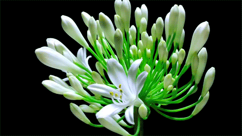 Le GIF di Fiori - Bellissimi mazzi, boccioli di fiori