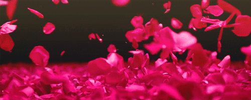GIFy květin - Krásné kytice, kvetoucí pupeny. Více než 80 kusů!