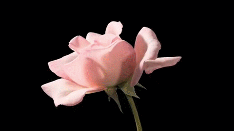 flowers (58)