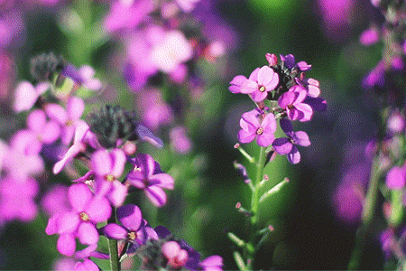 GIFs von Blumen - Schöne Blumensträuße, blühende Knospen