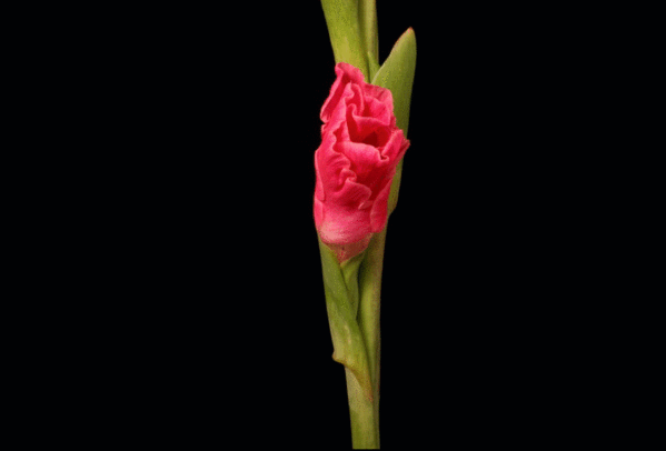 Flowers GIFs - Beautiful Bouquets, Blossoming Buds