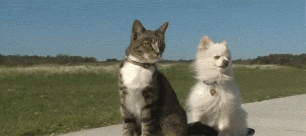 Funny GIFs of Friendship, Friends