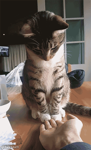 GIFs com gatos engraçados. Mais de 100 imagens animadas