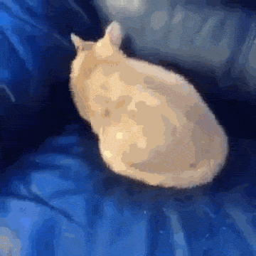 GIFs drôles de chats - 130 images animées gratuites