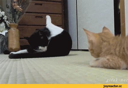 Le GIF con i gatti divertenti - Più di 100 immagini animate