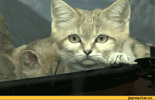 Lustige Katzen GIFs - 130 animierte Bilder kostenlos