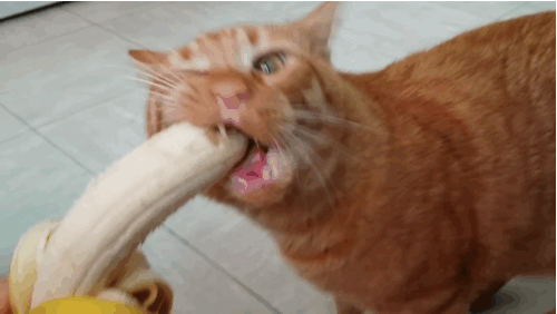 110 GIF 110 GIF