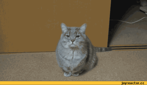 Roliga katter GIF - 130 animerade bilder gratis