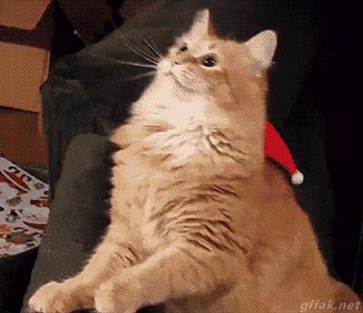 Гифки со смешными котиками - Более 100 анимированных картинок GIF