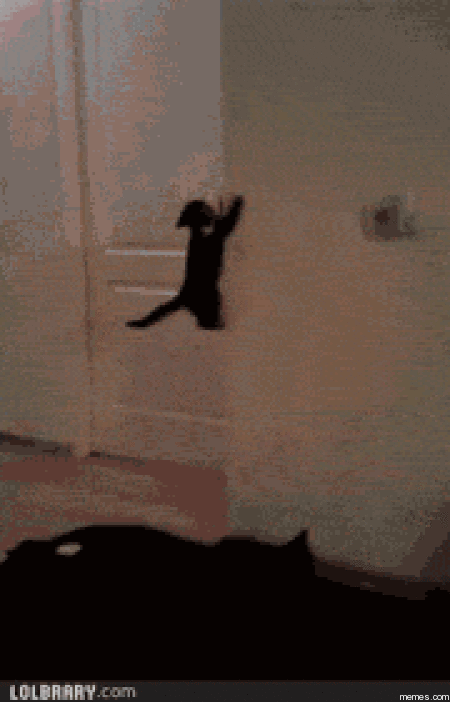 GIF-y z zabawnymi kotami. 130 animowanych obrazów za darmo