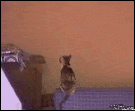 GIFy s legračními kočkami - 130 animovaných obrázků zdarma