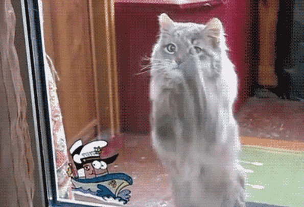 Funny Cats GIFs | Really Large Collection of Animated Pics