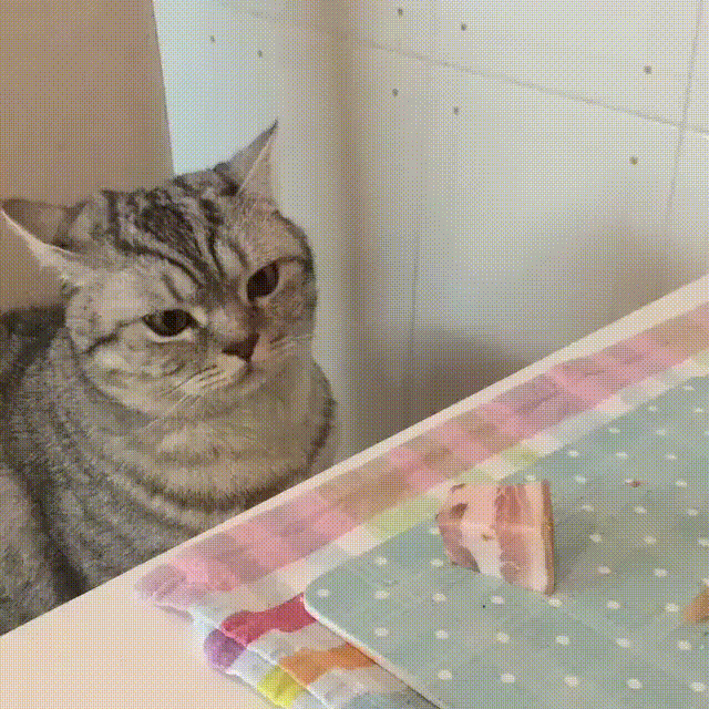 GIFy s legračními kočkami - 130 animovaných obrázků zdarma
