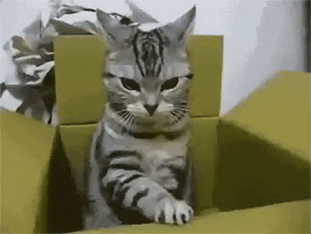 110 GIF 110 GIF