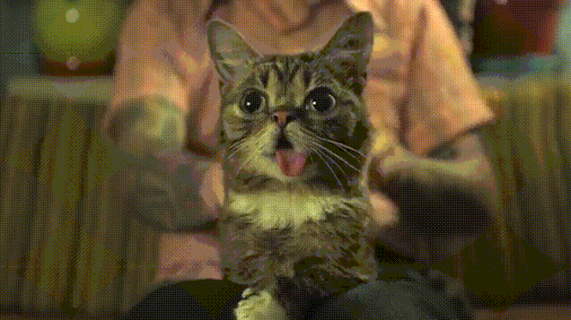 GIFs com gatos engraçados. Mais de 100 imagens animadas