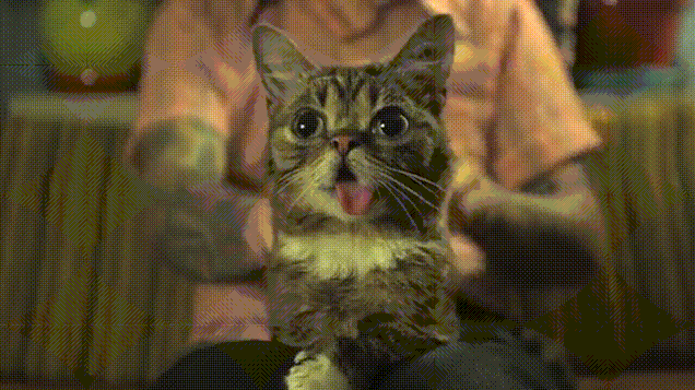 GIFs Dr les De Chats 130 Images Anim es Gratuites USAGIF