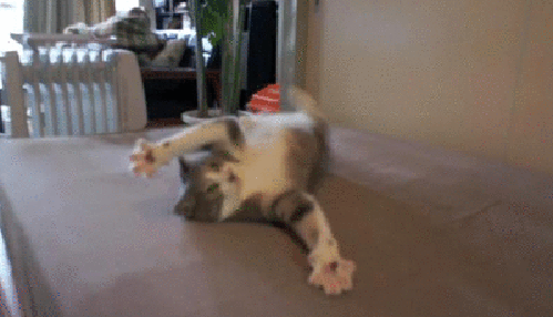 GIFs Dr les De Chats 130 Images Anim es Gratuites USAGIF