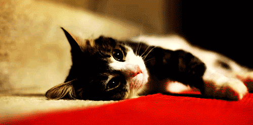 Lustige Katzen GIFs - 130 animierte Bilder kostenlos