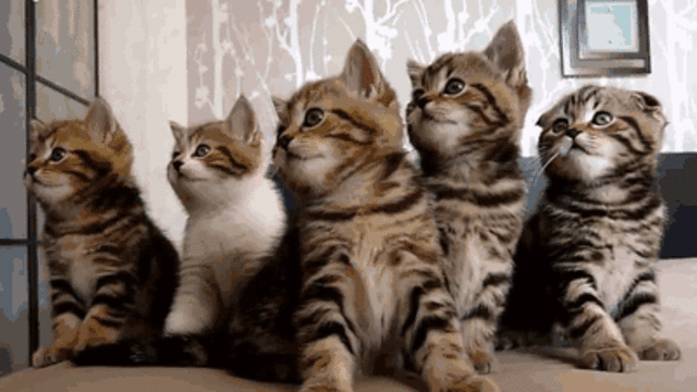 GIFs drôles de chats - 130 images animées gratuites