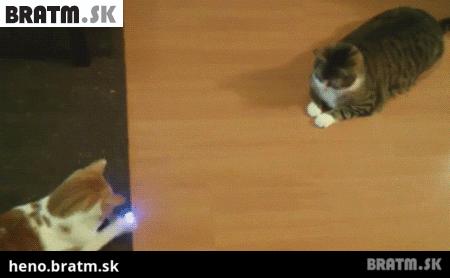 GIF-y z zabawnymi kotami. 130 animowanych obrazów za darmo