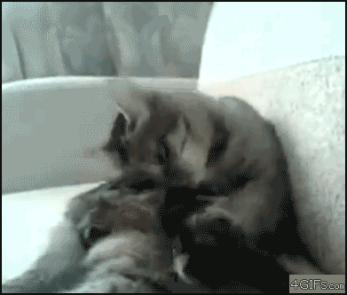 Le GIF con i gatti divertenti - Più di 100 immagini animate