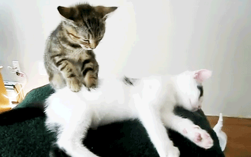 GIFs de gatos graciosos - 130 imágenes animadas gratis
