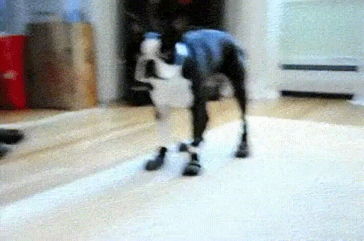 Lustige Hunde GIFs - 112 Bewegte Bilder