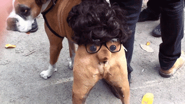 GIFs de animais engraçados - 150 imagens animadas para se divertir