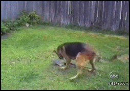 Гифки смешные собаки - 112 прикольных GIF анимаций
