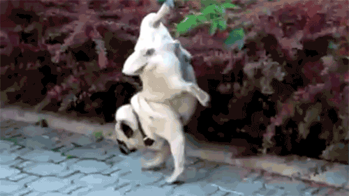 Гифки смешных животных - 150 забавных GIF-изображений