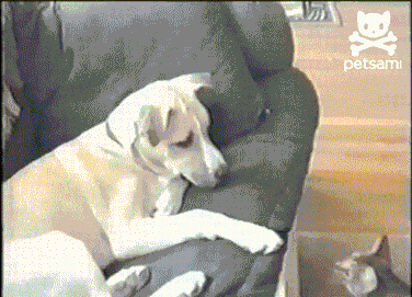 Le GIF con i cani divertenti - 112 immagini animate
