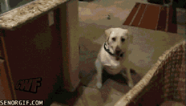Гифки смешные собаки - 112 прикольных GIF анимаций
