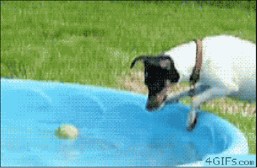 Graciosos GIF de Perro - 112 piezas de imágenes en movimiento