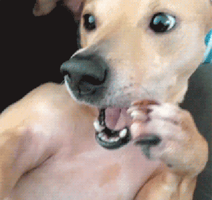 GIFs de Cachorro Engraçado - 112 pedaços de imagens em movimento
