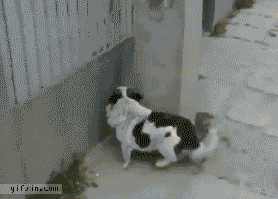 GIFs de Cachorro Engraçado - 112 pedaços de imagens em movimento