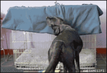 Lustige Tiere GIFs - 150 animierte Bilder zum Aufheitern