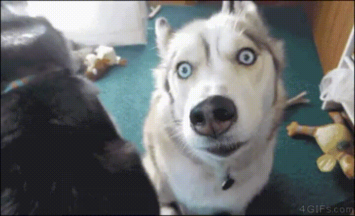 Zabawne Psie GIFy - 112 zdjęć ruchomych