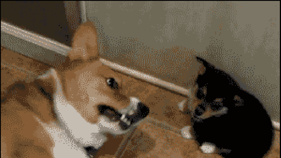 Le GIF con i cani divertenti - 112 immagini animate