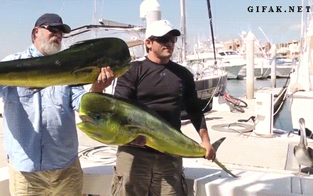 Смешные гифки Рыбалка - 73 GIF анимации о ловле рыбы