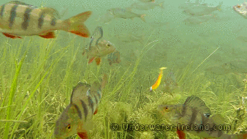 Roligt Fiske GIF. 73 stycken animerade bilder om fiske