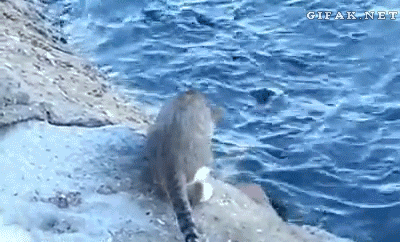 Funny Fishing GIFs - 73 Pieces of Animated Pictures About Fishing