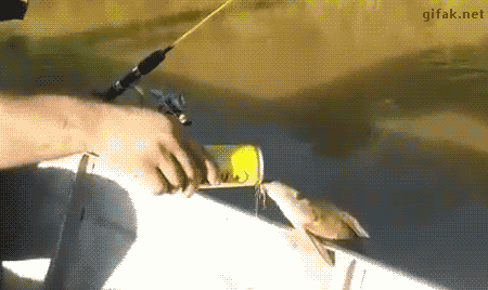 Le GIF divertenti con pesca - 73 immagini animate con pesca