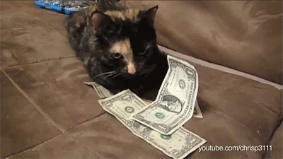 GIF Peníze - Padající bankovky, počítání, házení peněz