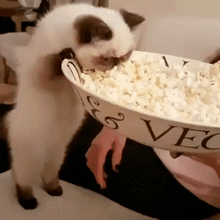 Eating Popcorn GIFs - 70 Animated GIF Images for Free